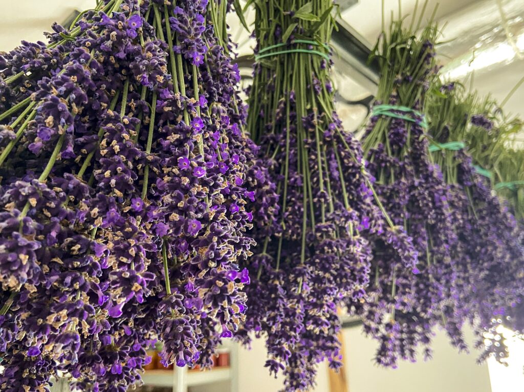 lavender in home garden