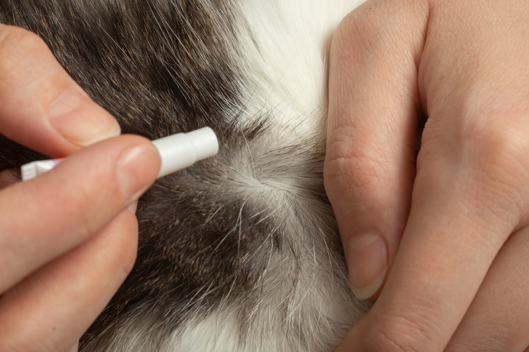 Flea Control With Essential Oils Jersey Lavender Farm