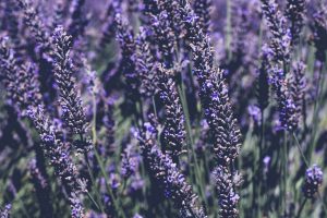 Looking After Your Lavenders