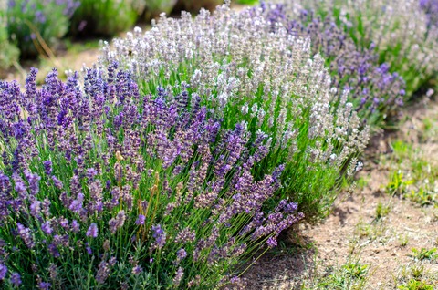 How to choose lavender
